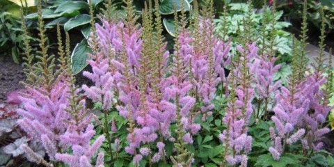 Koliko, kako i kada cvjeta astilba